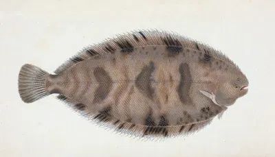Variegated Sole, Pleuronectes Variegatus by Edward Donovan, 1803 — digital art print download