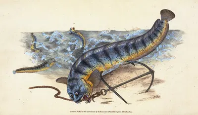 Wolf-fish, Anarhichas Lupus by Edward Donovan, 1803 — digital art print download