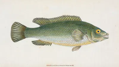 Wrasse, streaked, Labrus Lineatus by Edward Donovan, 1803 — digital art print download