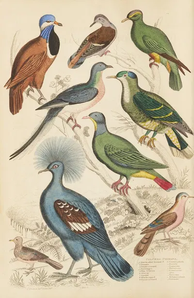 Pigeons by William MacGillivray, 1835-1839 — digital art print download