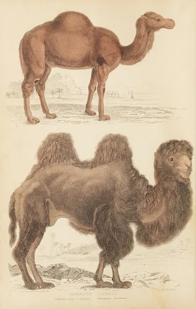 Camels by William MacGillivray, 1835-1839 — digital art print download