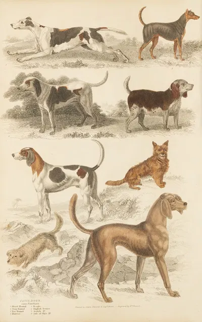 Dogs by William MacGillivray, 1835-1839 — digital art print download