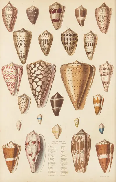 Cones by William MacGillivray, 1835-1839 — digital art print download