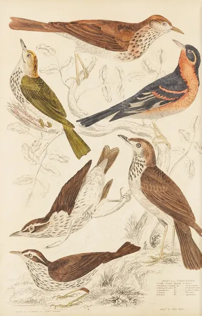 Thrushes by William MacGillivray, 1835-1839 — digital art print download