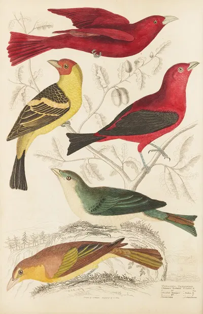 Tanagers by William MacGillivray, 1835-1839 — digital art print download