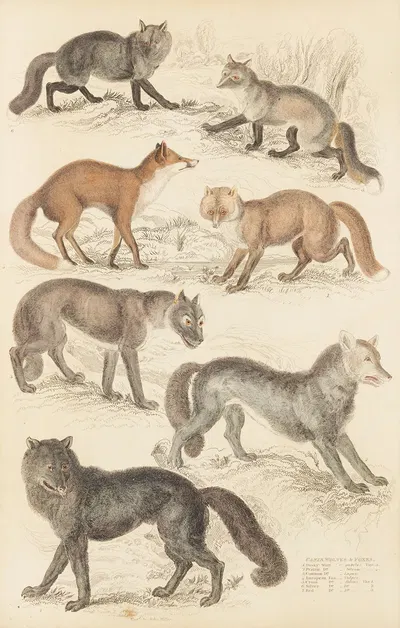 Wolves & Foxes by William MacGillivray, 1835-1839 — digital art print download