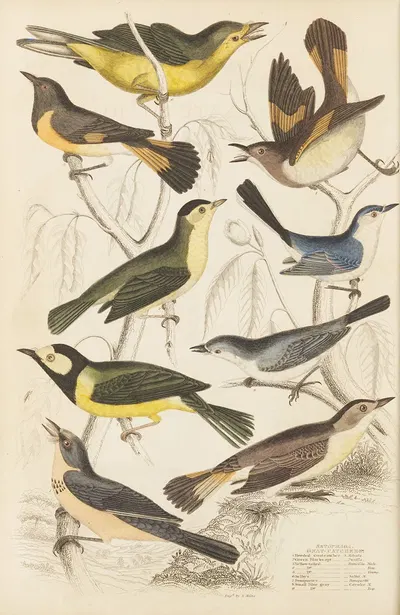 Gnat-catchers by William MacGillivray, 1835-1839 — digital art print download