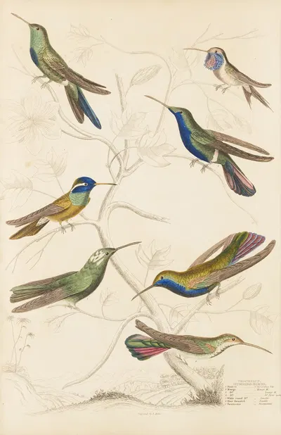 Humming birds by William MacGillivray, 1835-1839 — digital art print download
