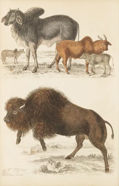 Oxen by William MacGillivray, 1835-1839 — digital art print download