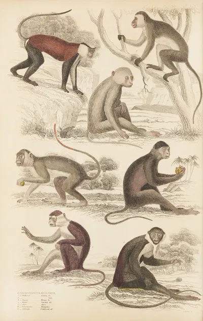 Guenons by William MacGillivray, 1835-1839 — digital art print download