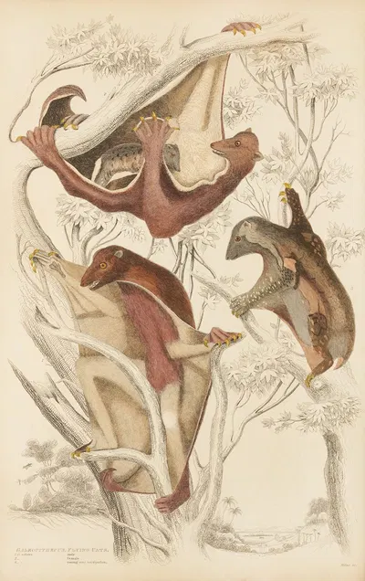 Flying cats by William MacGillivray, 1835-1839 — digital art print download