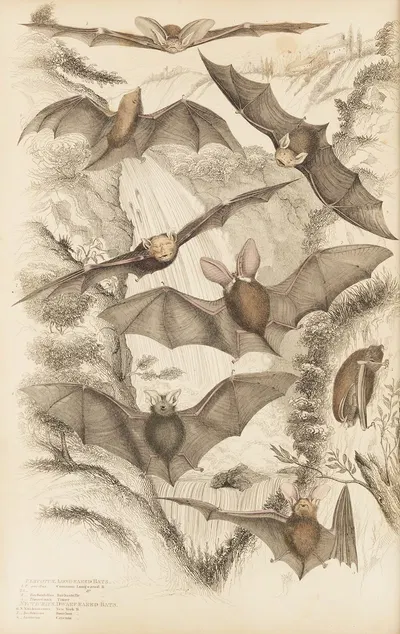 Long-eared bats by William MacGillivray, 1835-1839 — digital art print download