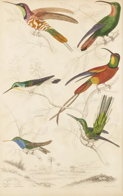 Humming birds by William MacGillivray, 1835-1839 — digital art print download