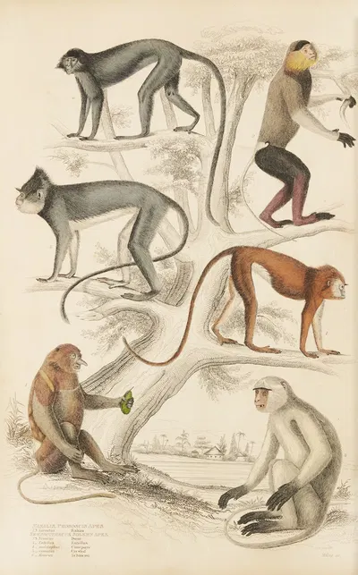 Proboscis Apes, Solemn Apes by William MacGillivray, 1835-1839 — digital art print download