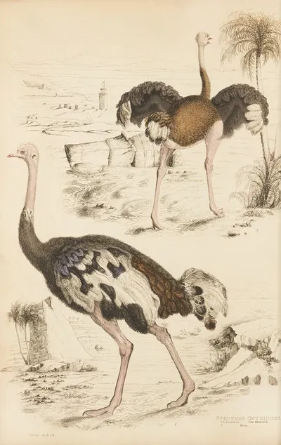 Ostriches by William MacGillivray, 1835-1839 — digital art print download