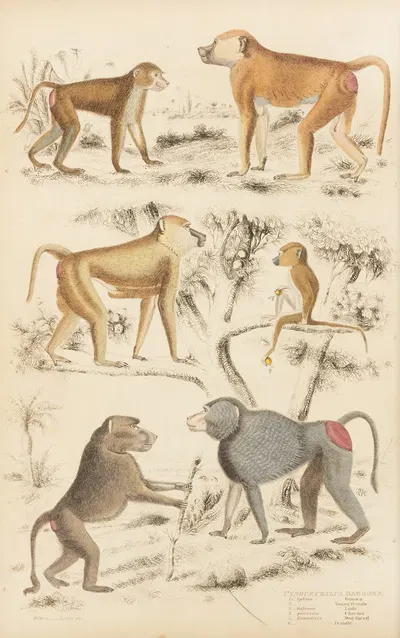 Baboons by William MacGillivray, 1835-1839 — digital art print download