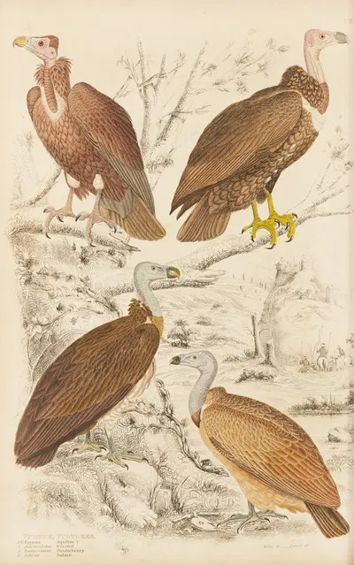 Vultures by William MacGillivray, 1835-1839 — digital art print download