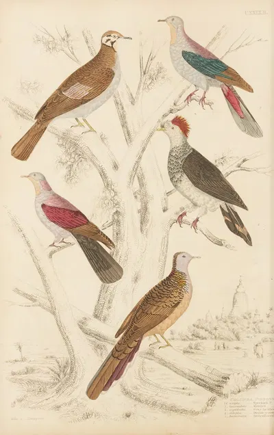 Pigeons by William MacGillivray, 1835-1839 — digital art print download