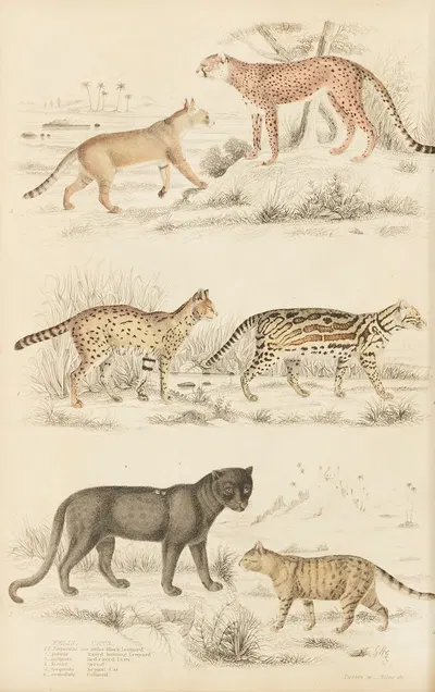 Cats by William MacGillivray, 1835-1839 — digital art print download