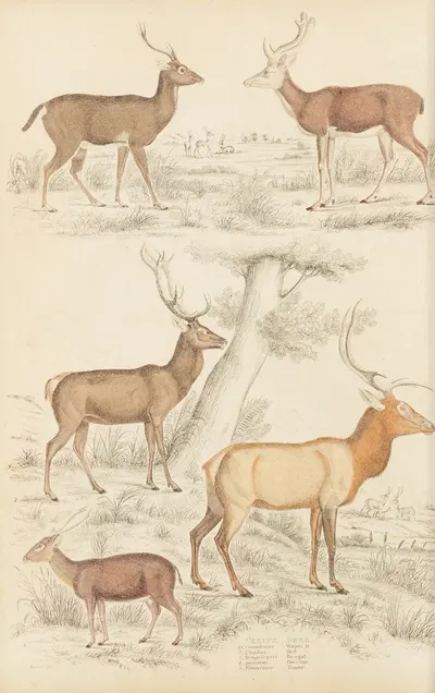 Deer by William MacGillivray, 1835-1839 — digital art print download