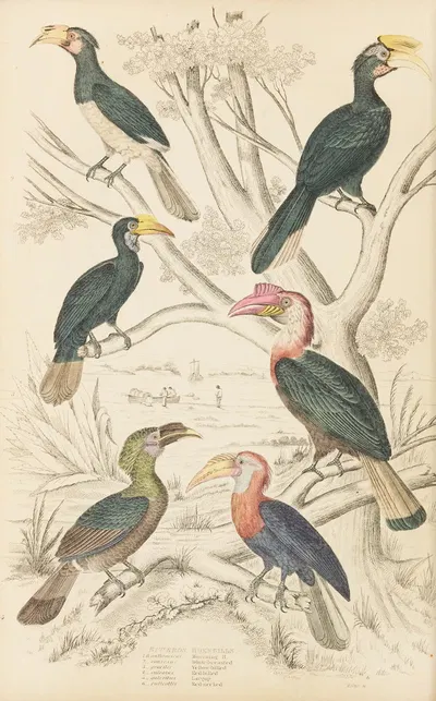 Hornbills by William MacGillivray, 1835-1839 — digital art print download