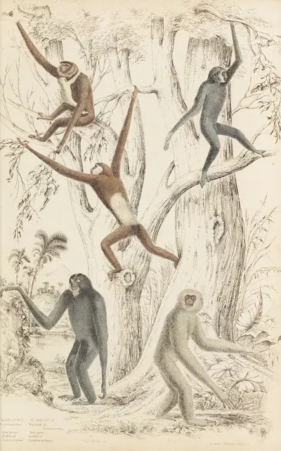 Gibbons by William MacGillivray, 1835-1839 — digital art print download
