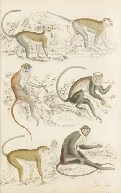 Guenons by William MacGillivray, 1835-1839 — digital art print download