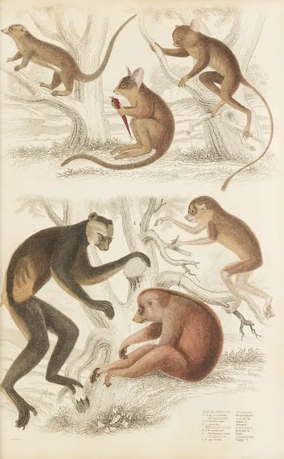 Indris, Loris, Galago, Tarsier by William MacGillivray, 1835-1839 — digital art print download