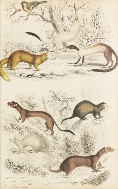 Weasels by William MacGillivray, 1835-1839 — digital art print download