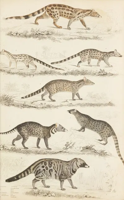 Civets by William MacGillivray, 1835-1839 — digital art print download
