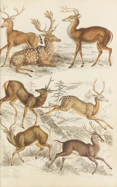 Deer by William MacGillivray, 1835-1839 — digital art print download