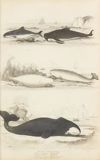 Whale-tribe by William MacGillivray, 1835-1839 — digital art print download