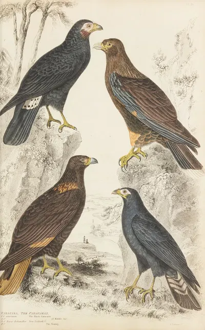 The Caracaras by William MacGillivray, 1835-1839 — digital art print download