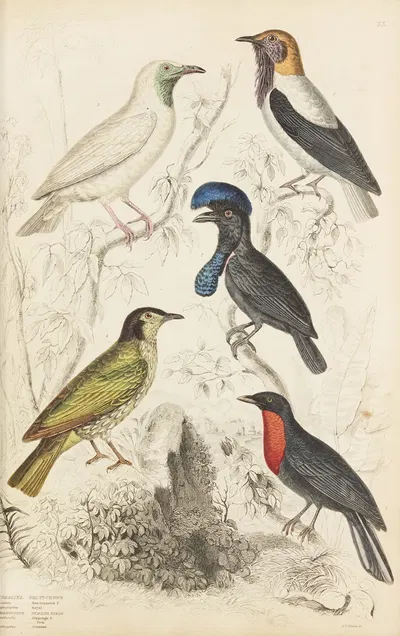 Fruit-crows, Summer birds by William MacGillivray, 1835-1839 — digital art print download