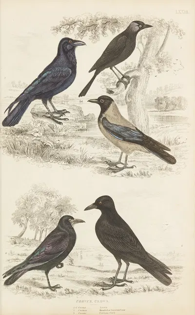 Crows by William MacGillivray, 1835-1839 — digital art print download