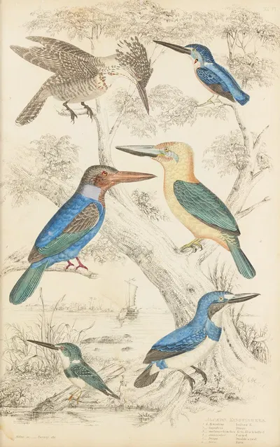 Kingfishes by William MacGillivray, 1835-1839 — digital art print download