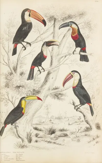 The Toucans by William MacGillivray, 1835-1839 — digital art print download