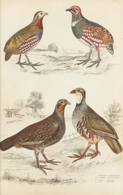Partridges by William MacGillivray, 1835-1839 — digital art print download