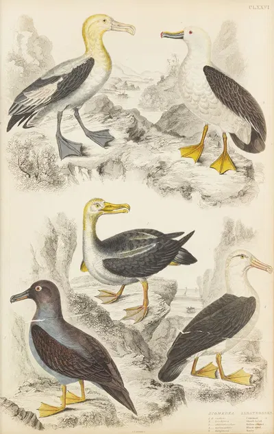 Albatrosses by William MacGillivray, 1835-1839 — digital art print download