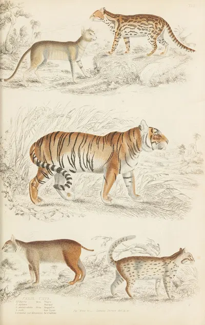 Cats by William MacGillivray, 1835-1839 — digital art print download