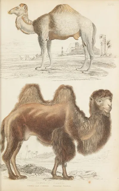 Camels by William MacGillivray, 1835-1839 — digital art print download