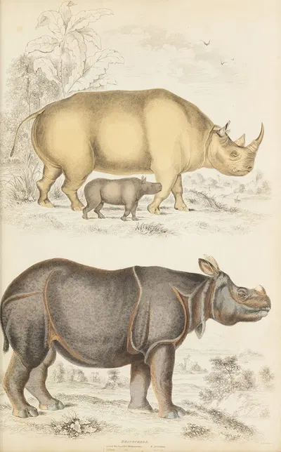 Rhinoceros by William MacGillivray, 1835-1839 — digital art print download