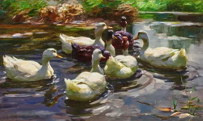 Sieben Enten in einem Teich by Александр Кёстер — digital art print download