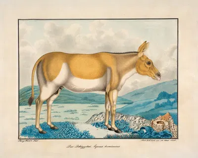 Der Dshiggetai Equus Hemionius by Aloys Zötl, 1880 — digital art print download