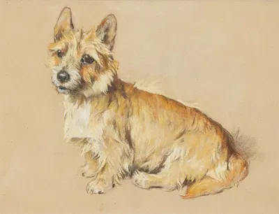 An Australian Terrier by Артур Уордл — digital art print download