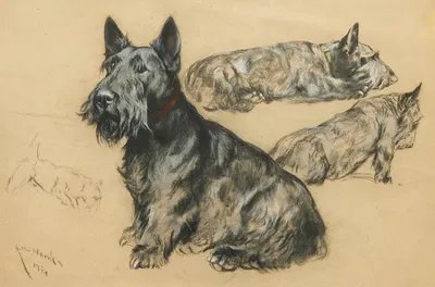 Studies of a Scottish Terrier by Артур Уордл, 1934 — digital art print download