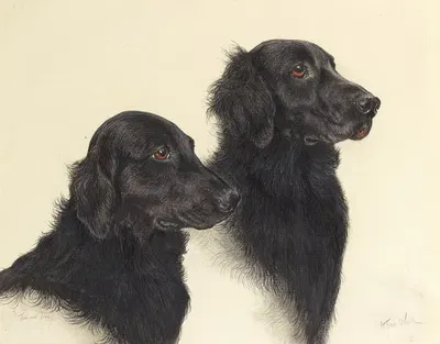 Tim and Linny – a pair of Flat Coat Retrievers by Артур Уордл — digital art print download