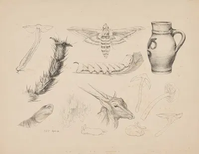 Fungi, the magnified leg of a fly, studies of a privet hawk moth and its life-cycle, a jug, a gazelle's head and rabbits by…