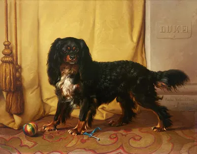Duke – a magnificent King Charles Spaniel by Южен Жозеф Вербокховен, 1850 — digital art print download