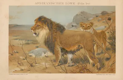 Afrikanischer Löwe by Ф.А. Брокгауз, 1897 — digital art print download